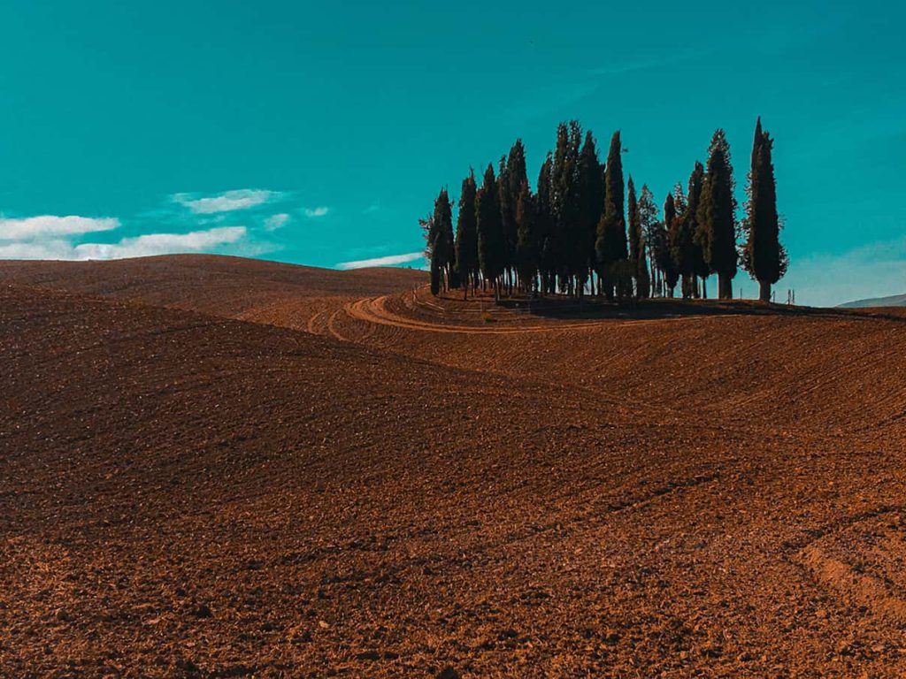 Cipressi di San Quirico d'Orcia.