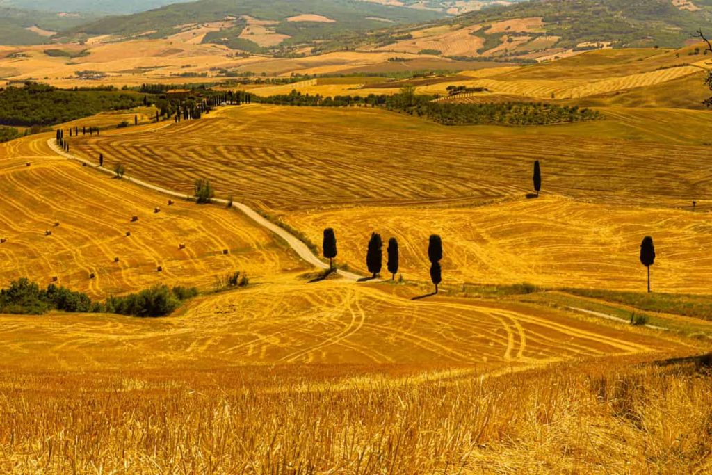 Elysian Fields, The Gladiator cypress trees in Val d'Orcia.
