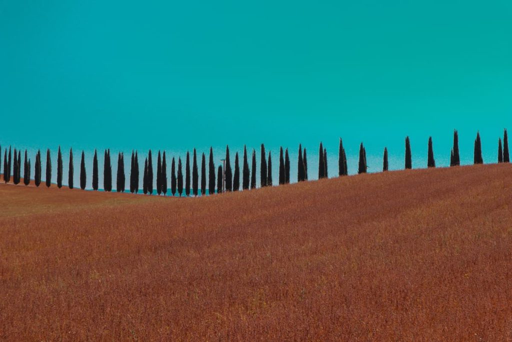 Row of cypress trees in a straight line , Agriturismo Poggio Covili.